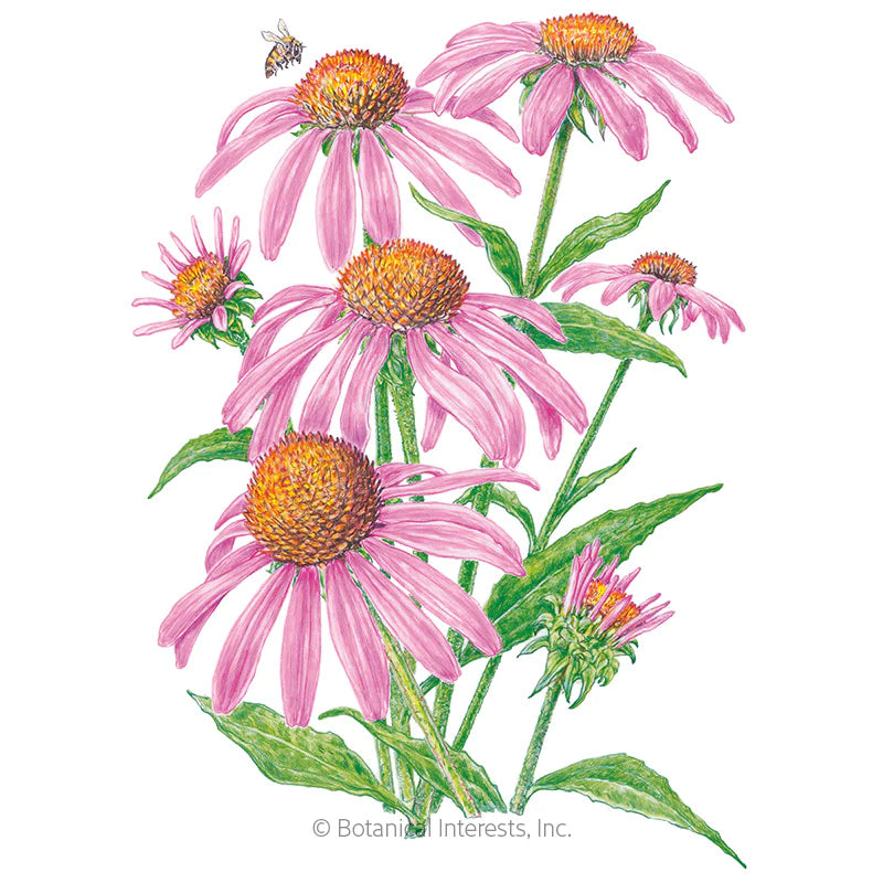 Botanical Interests, Inc. - Echinacea Purple Coneflower Organic Seeds - Southern Agriculture 