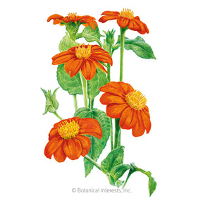 Botanical Interests, Inc. - Sunflower Mexican Torch Organic Seeds