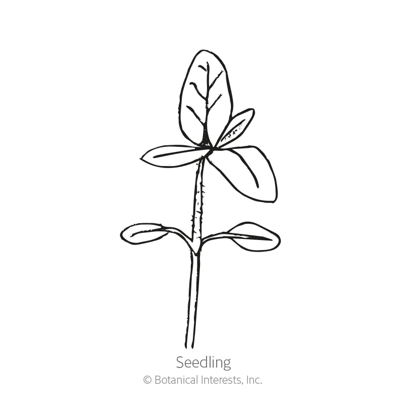Botanical Interests, Inc. - Sunflower Mexican Torch Organic Seeds