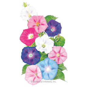 Botanical Interests, Inc. - Morning Glory Pinwheel Blend Seeds