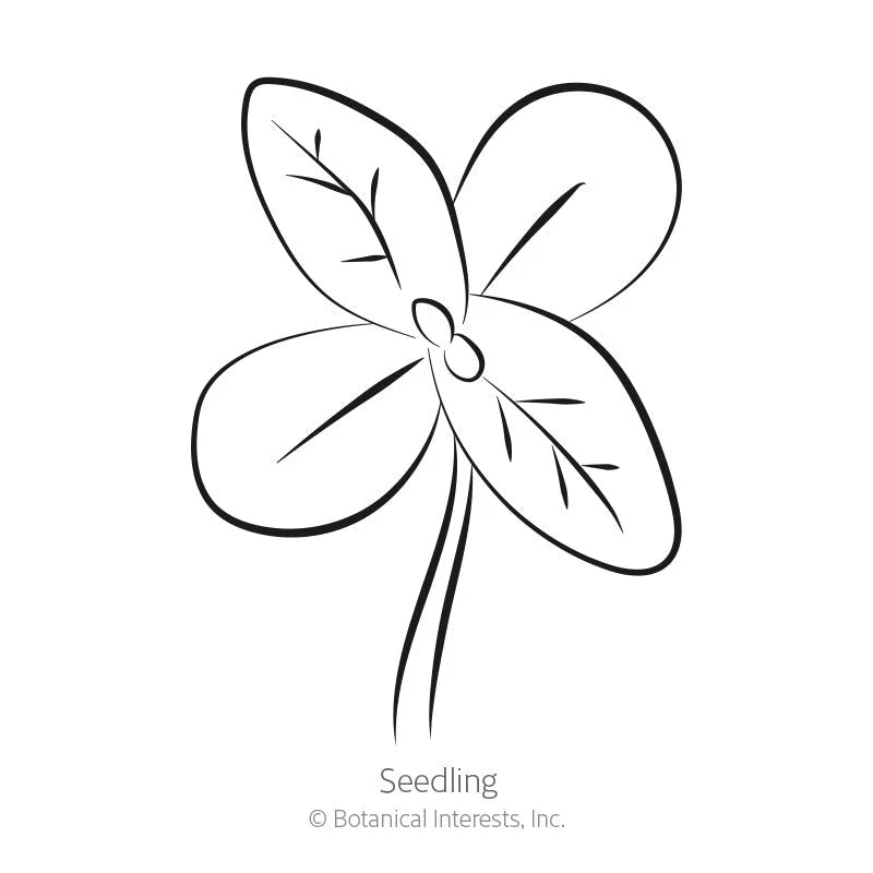 Botanical Interests, Inc. - Envy Zinnia Seeds - Southern Agriculture 