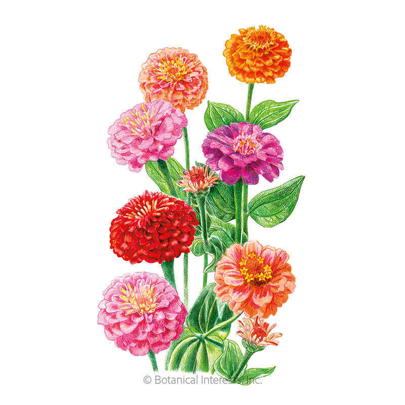 Botanical Interests, Inc. - Lilliput Zinnia Seeds