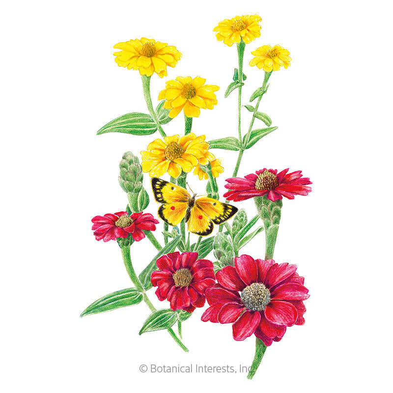 Botanical Interests, Inc. - Peruvian Blend Zinnia Seeds