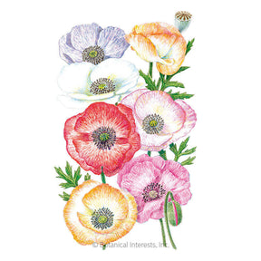 Botanical Interests, Inc. - Poppy Corn Mother of Pearl Seeds - Southern Agriculture 