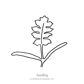 Botanical Interests, Inc. - Poppy Corn Mother of Pearl Seeds - Southern Agriculture 