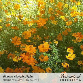 Botanical Interests, Inc. - Cosmos Bright Lights Blend Seeds