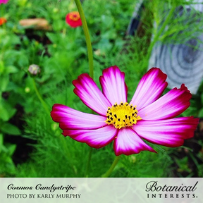 Botanical Interests, Inc. - Candy Stripe Cosmos Seeds