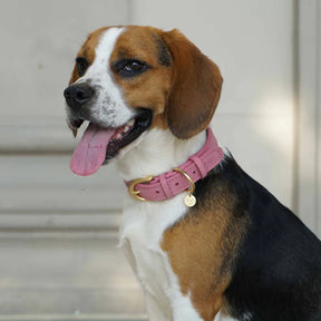 Blueberry Pet - Pink | Full Grain Leather Dog Collar
