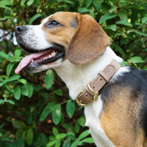 Blueberry Pet - Beige | Full Grain Leather Dog Collar
