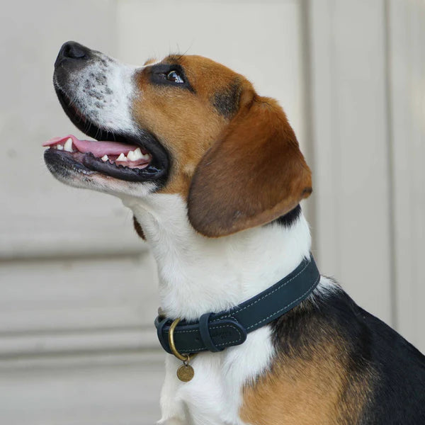 Blueberry Pet - Navy | Full Grain Leather Dog Collar