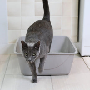 Petmate - Cat Litter Pan - Southern Agriculture 