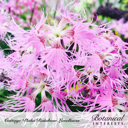 Botanical Interests, Inc. - Cosmos Sensation Blend Seeds
