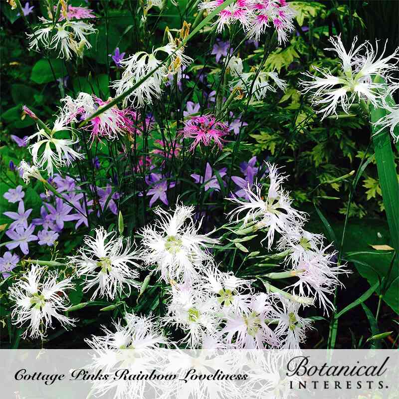 Botanical Interests, Inc. - Cover Crop Buckwheat Seeds - Southern Agriculture 