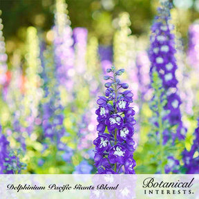 Botanical Interests, Inc. - Giants Blend Delphinium Seeds