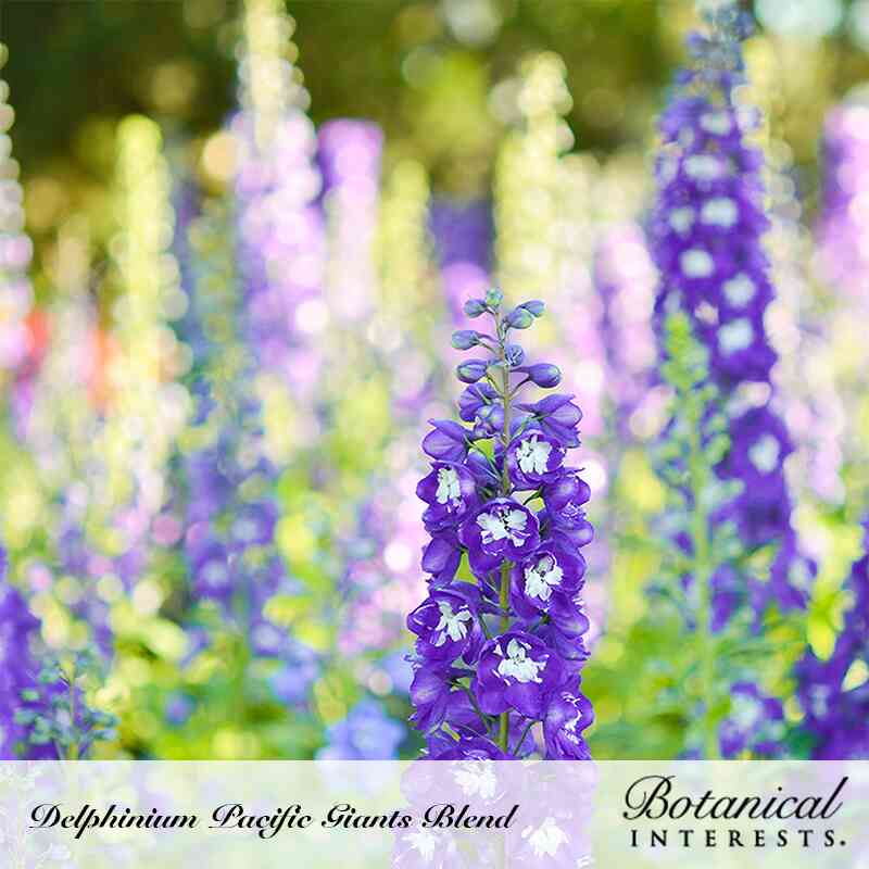 Botanical Interests, Inc. - Giants Blend Delphinium Seeds