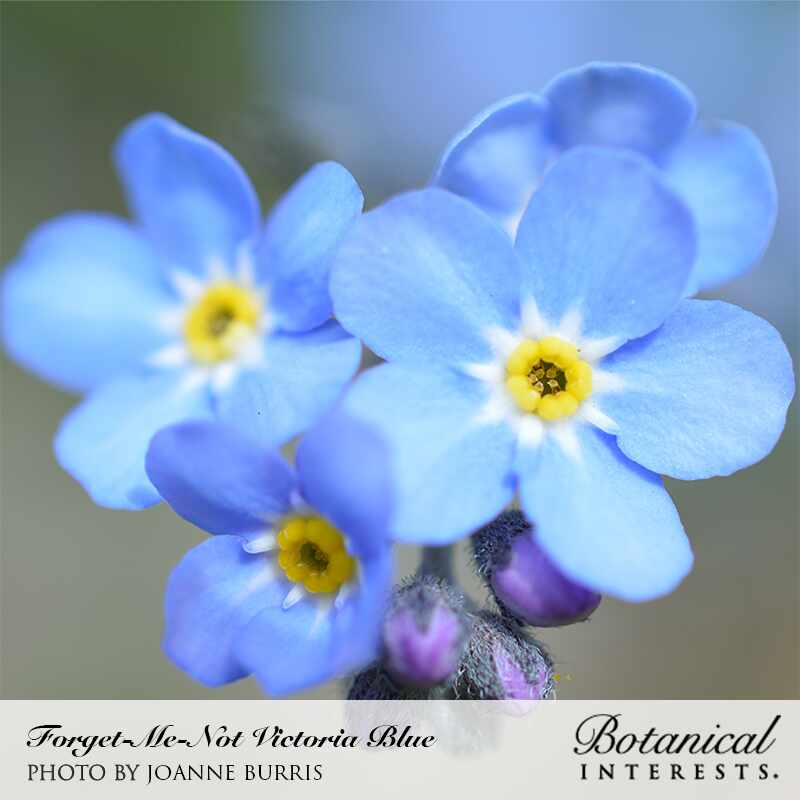 Botanical Interests, Inc. - Victoria Blue Forget-Me-Not Seeds