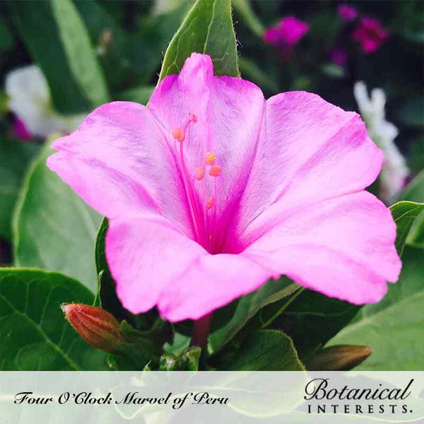 Botanical Interests, Inc. - Four O'Clock Marvel of Peru Seeds