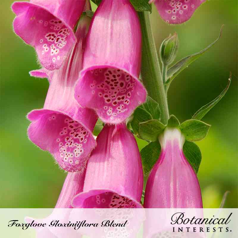 Botanical Interests, Inc. - Foxglove Gloxinia Flora Blend Seeds - Southern Agriculture 