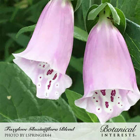 Botanical Interests, Inc. - Foxglove Gloxinia Flora Blend Seeds - Southern Agriculture 