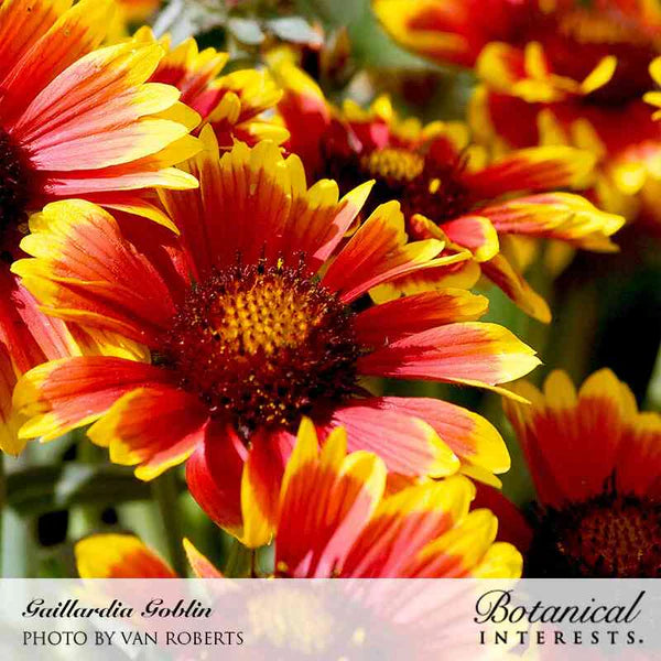 Botanical Interests, Inc. - Goblin Gaillardia Seeds
