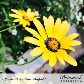 Botanical Interests, Inc. - African Daisy Cape Marigold Seeds - Southern Agriculture 