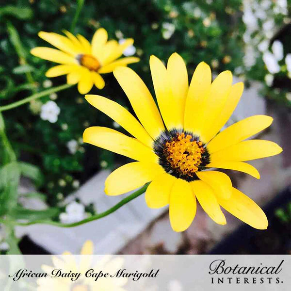 Botanical Interests, Inc. - African Daisy Cape Marigold Seeds - Southern Agriculture 