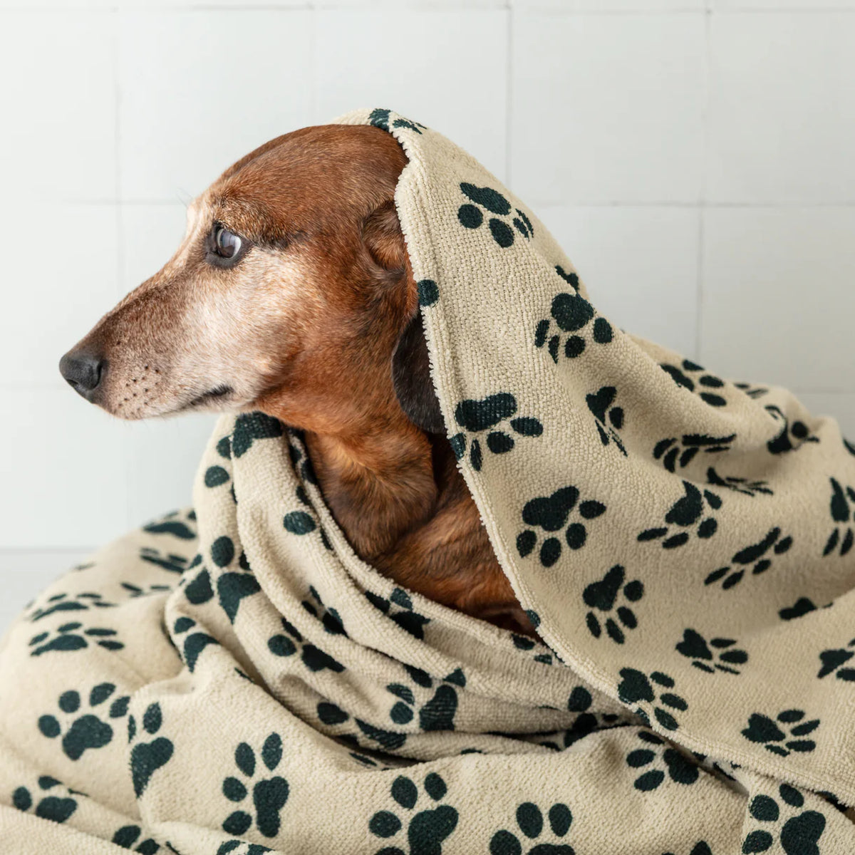 Park Life Designs - Quick Dry Pet Towel