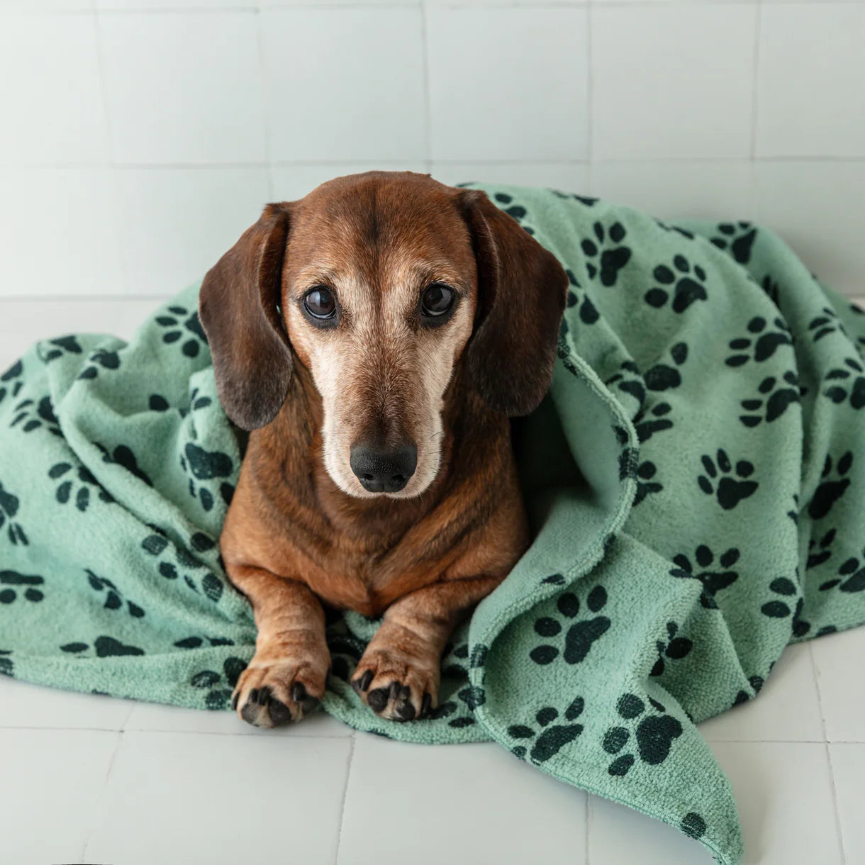 Park Life Designs - Quick Dry Pet Towel