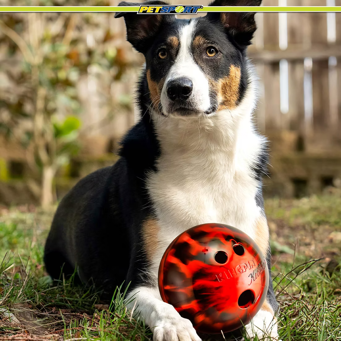 Petsport USA - Kingpin Kibbler Latex - Fill It With Treats