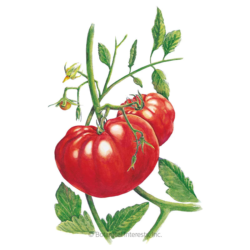 Botanical Interests, Inc. - Tomato Pole Beefsteak Organic Seeds - Southern Agriculture 