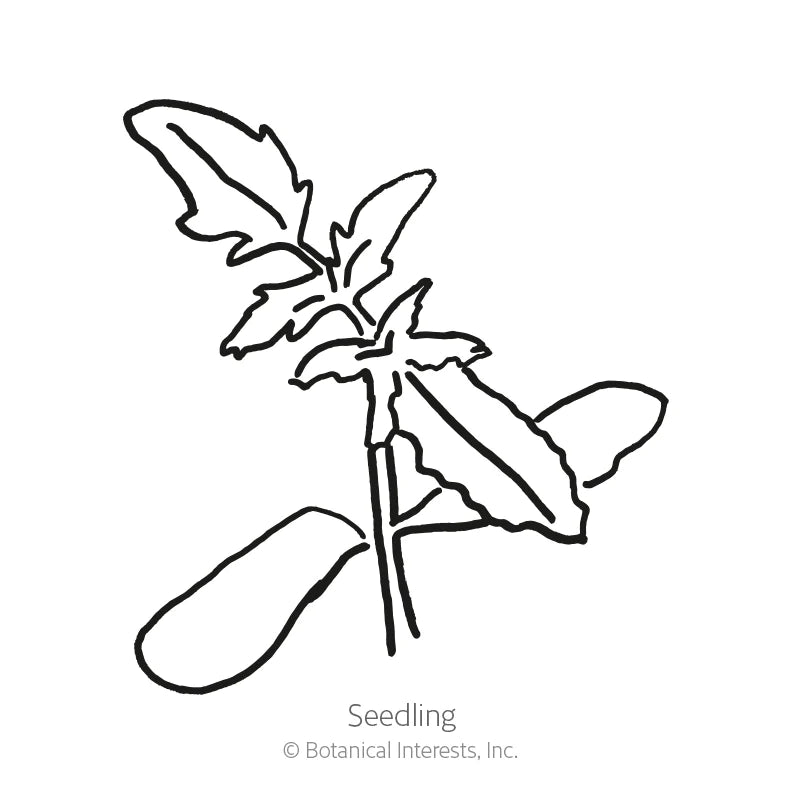 Botanical Interests, Inc. - Tomato Pole Beefsteak Organic Seeds - Southern Agriculture 