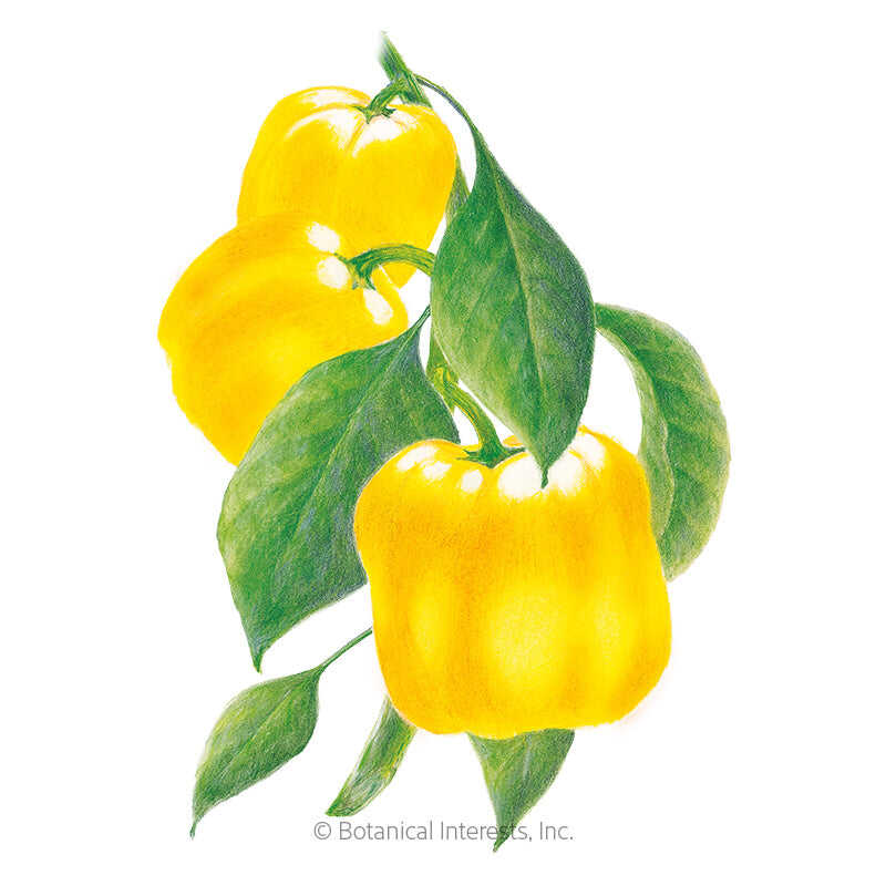 Botanical Interests, Inc. - Pepper Sweet (Yellow) Golden Cal Seeds