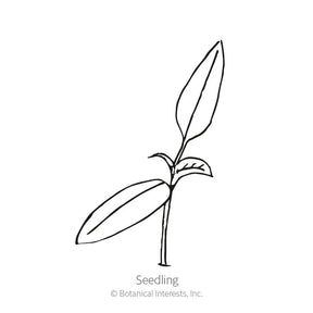 Botanical Interests, Inc. - Pepper Sweet (Yellow) Golden Cal Seeds