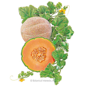 Botanical Interests, Inc. - Melon Hearts of Gold Cantaloupe Seeds - Southern Agriculture 