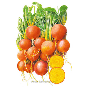 Botanical Interests, Inc. - Beet (Gold) Touchstone Gold Seeds - Southern Agriculture 