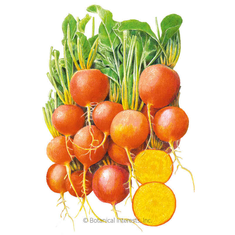 Botanical Interests, Inc. - Beet (Gold) Touchstone Gold Seeds - Southern Agriculture 