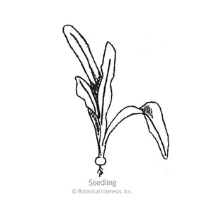 Botanical Interests, Inc. - Beet (Gold) Touchstone Gold Seeds - Southern Agriculture 