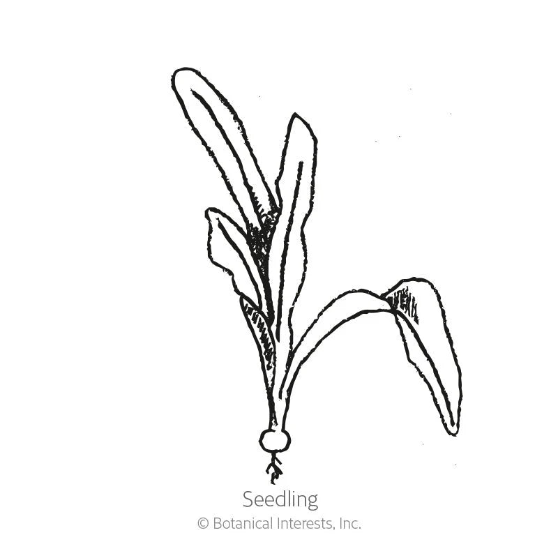 Botanical Interests, Inc. - Beet (Gold) Touchstone Gold Seeds - Southern Agriculture 