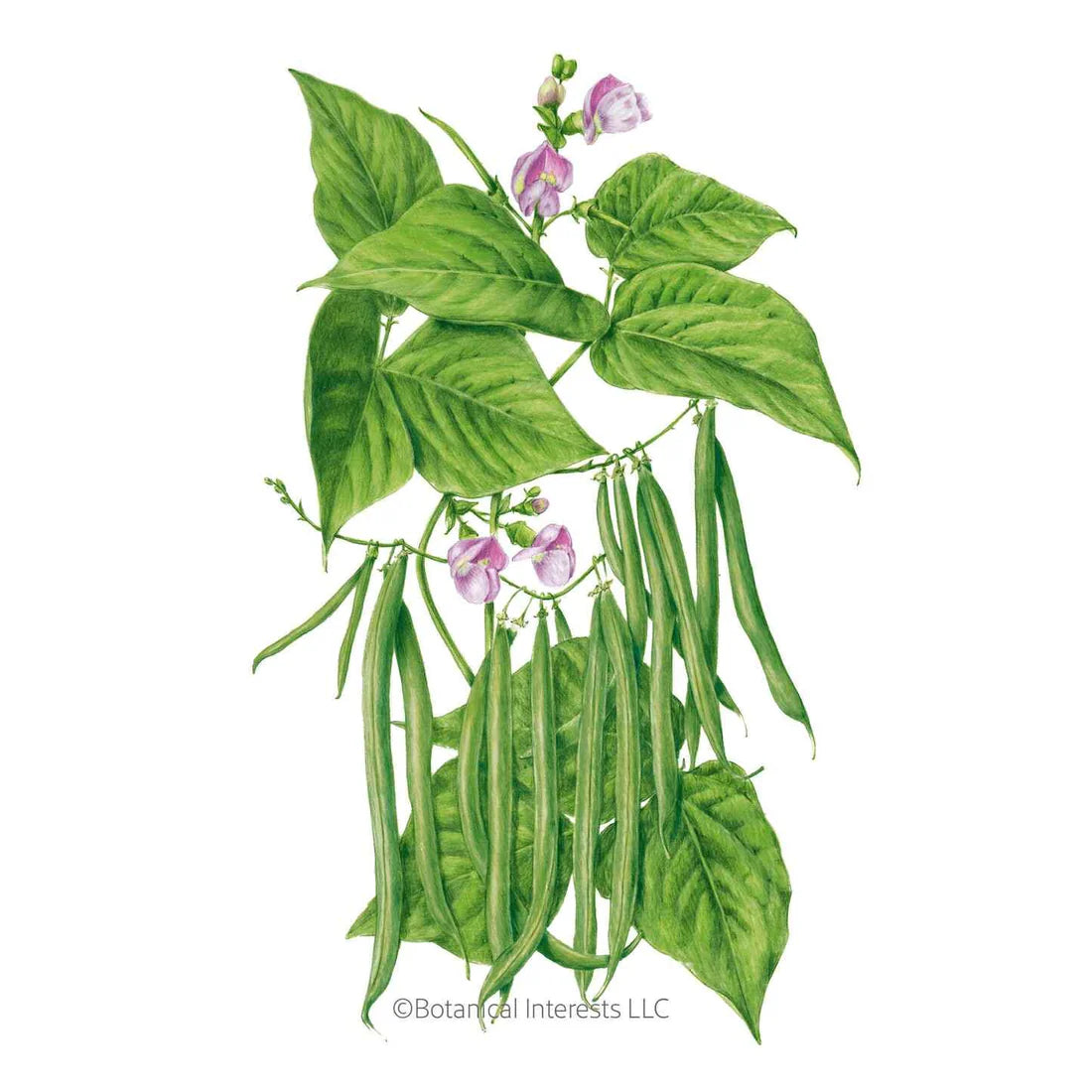 Botanical Interests, Inc. - Bean Bush (Green) Contender Seeds - Southern Agriculture 