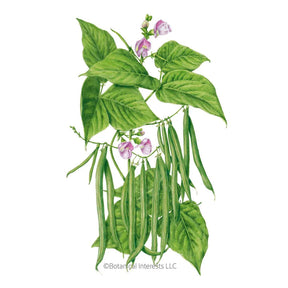 Botanical Interests, Inc. - Bean Bush (Green) Contender Seeds - Southern Agriculture 