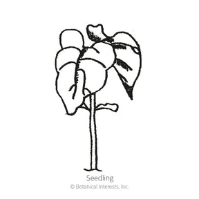 Botanical Interests, Inc. - Bean Bush (Green) Contender Seeds - Southern Agriculture 