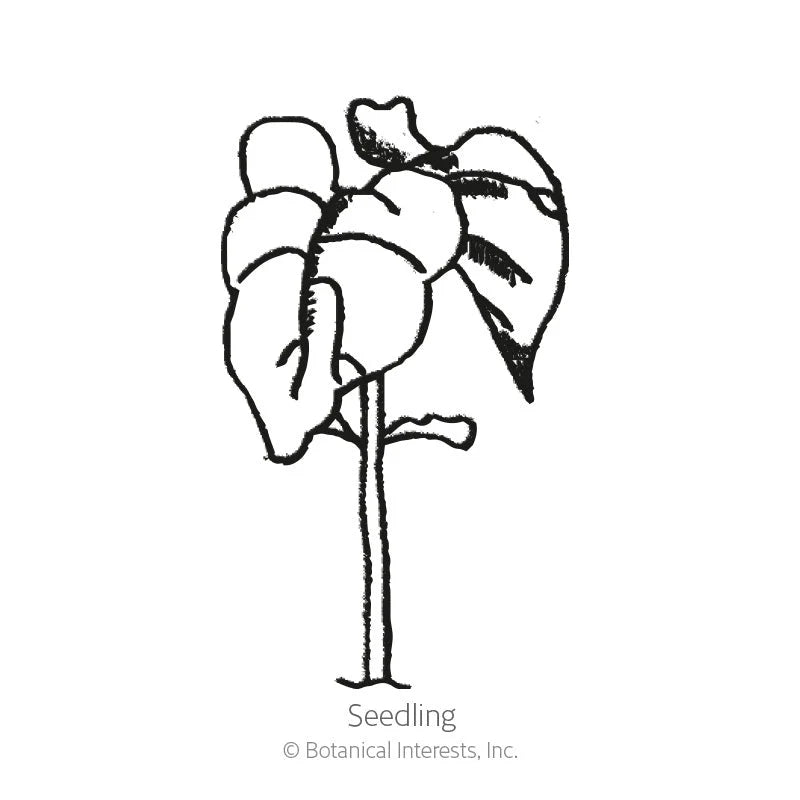 Botanical Interests, Inc. - Bean Bush (Green) Contender Seeds - Southern Agriculture 