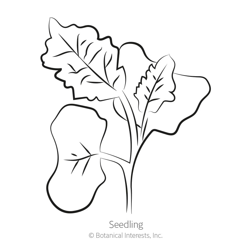 Botanical Interests, Inc. - Kale Italian Lacicato Dinosaur Seeds