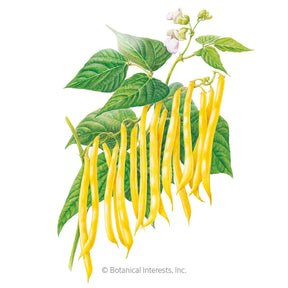 Botanical Interests, Inc. - Bean Bush (Yellow) Gold Rush Seeds