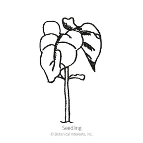 Botanical Interests, Inc. - Bean Bush (Yellow) Gold Rush Seeds
