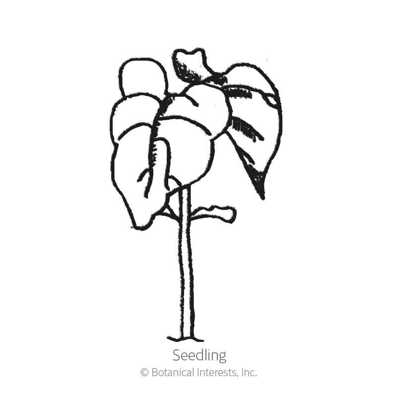 Botanical Interests, Inc. - Bean Bush (Yellow) Gold Rush Seeds