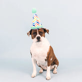 Petshop by Fringe Studio - Dog Toy Cheers for a Barkday