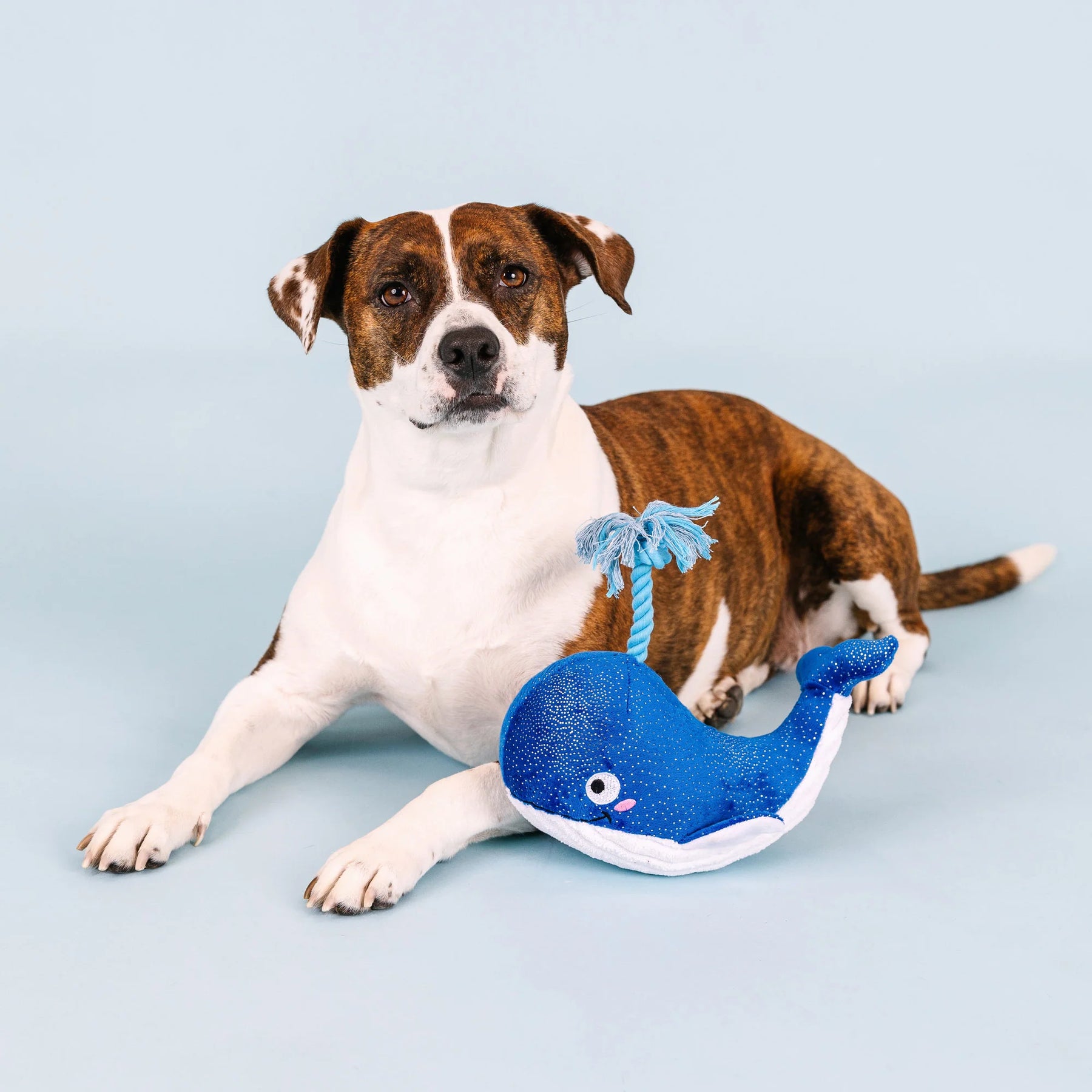 Petshop by Fringe Studio - Dog Toy WHALE, HELLO THERE