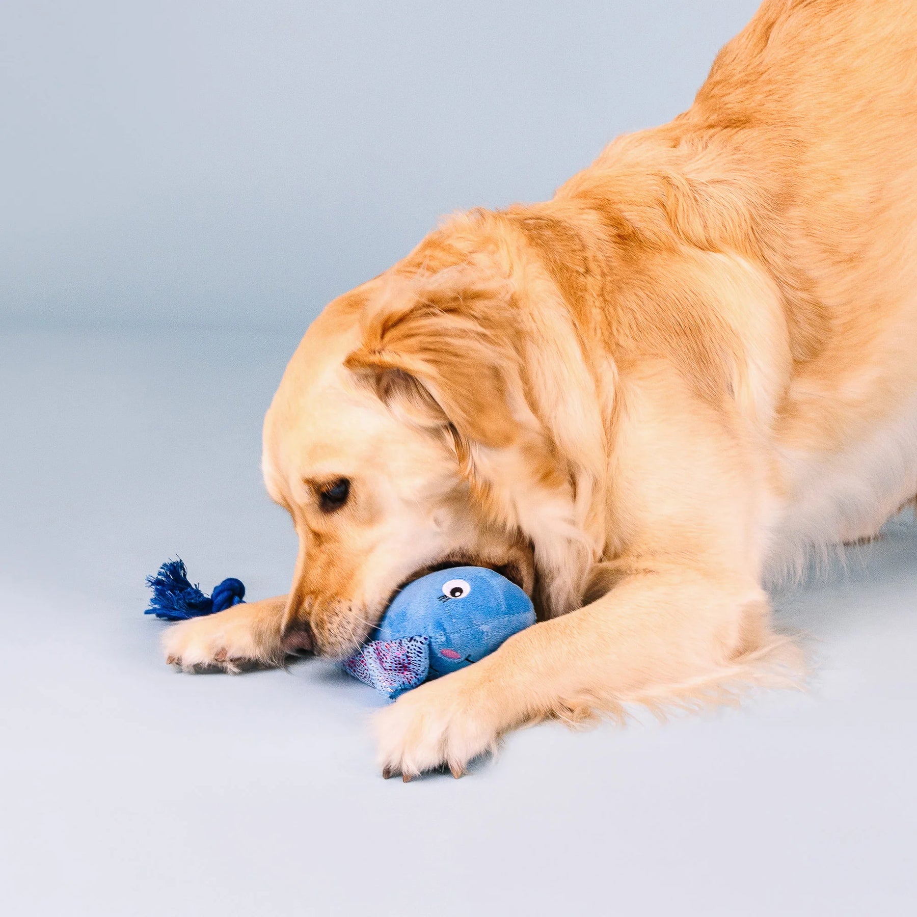 Petshop by Fringe Studio - Dog Toy Do the Right Sting