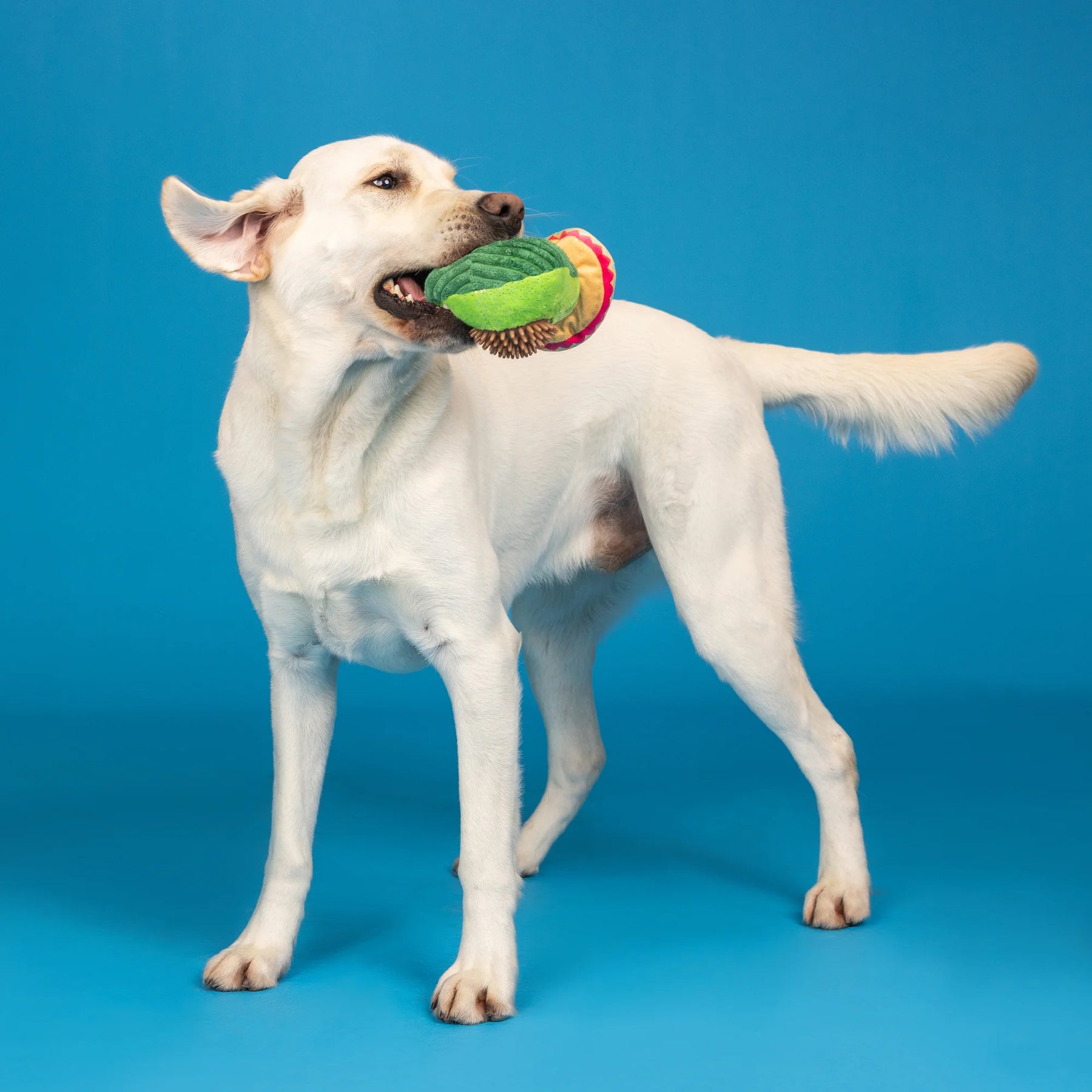 Petshop by Fringe Studio - Dog Toy AVO FIESTA